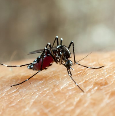 Dores persistentes no pós-dengue podem ser sinais de fadiga crônica